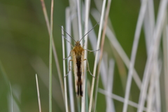 Dasyuris partheniata