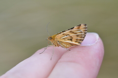 Dasyuris partheniata