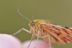 Dasyuris partheniata