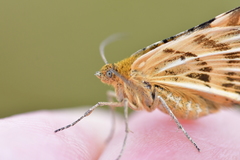 Dasyuris partheniata