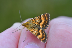 Dasyuris partheniata