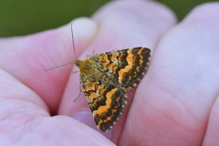 Dasyuris partheniata