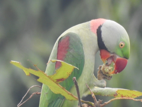 Alexandrine Parakeet