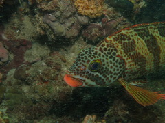 Goniistius rubrolabiatus