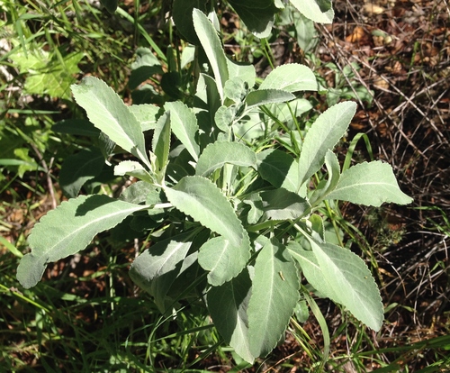 iNaturalist observation photo of white sage