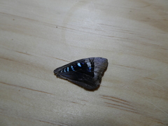 Ogyris genoveva