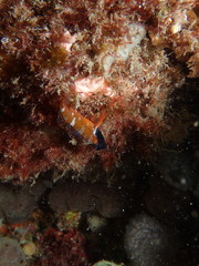 Enneapterygius larsonae