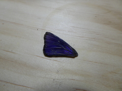 Ogyris genoveva