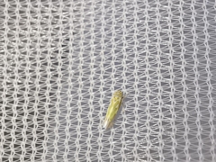 Fruticidia bisignata