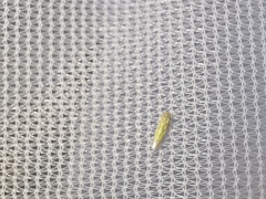 Fruticidia bisignata