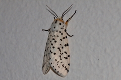 Alpenus
