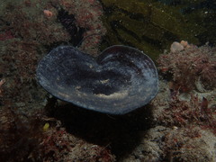 Phyllospongiinae