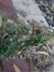 Erigeron bonariensis