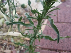 Erigeron bonariensis