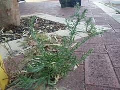 Erigeron bonariensis
