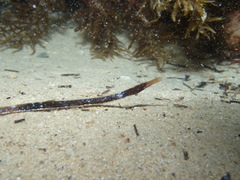 Mitotichthys meraculus