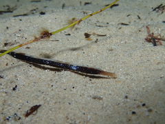 Mitotichthys meraculus