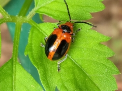 Oides dorsosignata