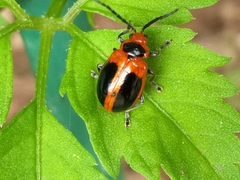 Oides dorsosignata
