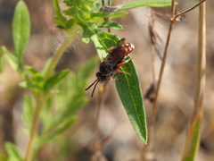 Pasites maculatus