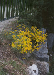 Alyssum montanum gmelinii