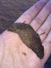 Lipotrapeza vestiens