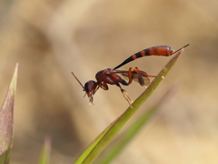 Gasteruption hastator