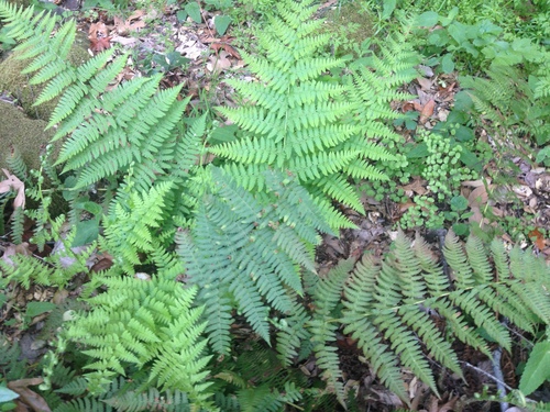 iNaturalist observation photo of eupolypods II