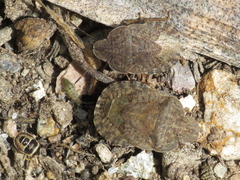 Sciocoris homalonotus