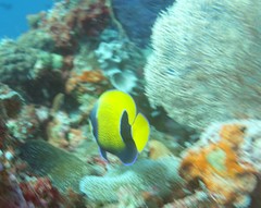 Pomacanthus navarchus