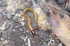 Dicellophilus limatus