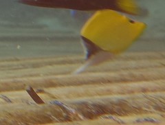 Forcipiger longirostris