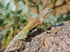 Cophosaurus texanus scitulus