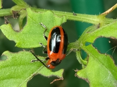 Oides dorsosignata