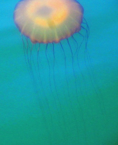 Chrysaora fuscescens