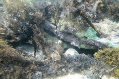 Chirodactylus spectabilis