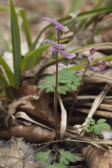 Corydalis caucasica