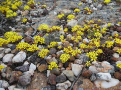 Crassula sebaeoides