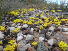 Crassula sebaeoides