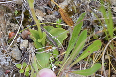 Pterostylis foliata