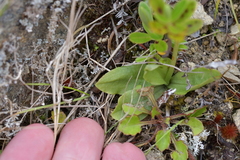 Pterostylis foliata