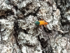Stenoderus ostricilla