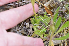 Pterostylis foliata