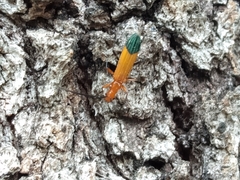 Stenoderus ostricilla