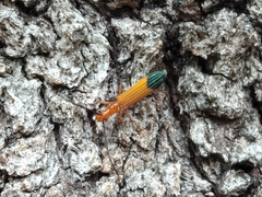 Stenoderus ostricilla