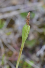Pterostylis foliata