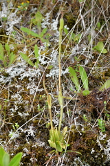 Pterostylis foliata