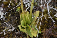 Pterostylis foliata