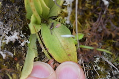 Pterostylis foliata