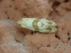 Phalonidia contractana